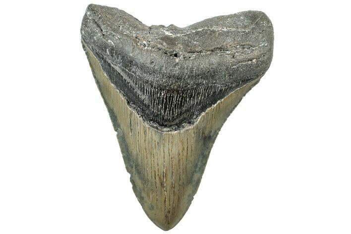 Serrated, Fossil Megalodon Tooth - North Carolina #311847